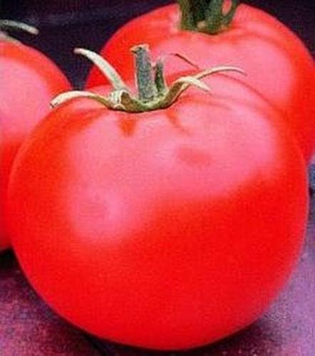 Heinz 1439 Tomato Seed