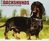 Just Dachshunds 2019 Box Calendar (Dog Breed Calendar) by 