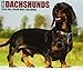 Just Dachshunds 2019 Box Calendar (Dog Breed Calendar) by 