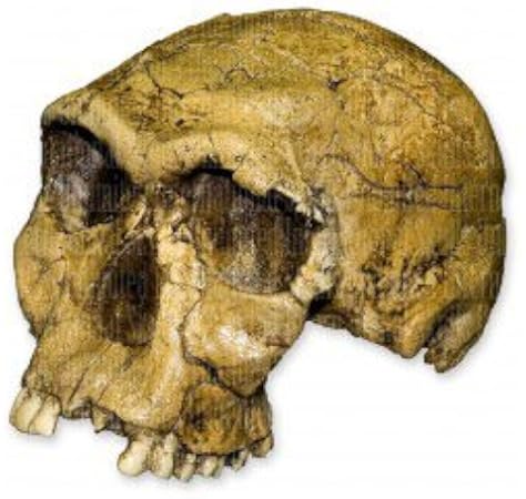 Homo Habilis Knm Er 1813 Skull Teaching Quality Recreation Science Lab Education Curriculum Support Amazon Com Industrial Scientific