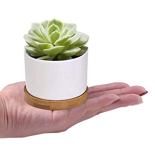 3 Succulent+Planter+ZOUTOG+Ceramic+Included