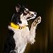 ILLUMISEEN LED Dog Collar USB Rechargeable - Bright & High Visibility Lighted Glow Collar for Pet Night Walking - Weatherproof, in 6 Colors & 6 Sizes (Yellow Large)