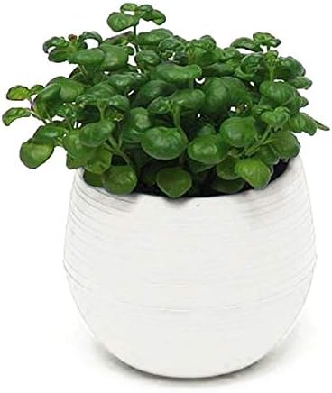 Xixi クリエイティブエコカラフルなミニラウンドプラスチック工場フラワーポットガーデンホームオフィスの装飾プランター Color 別倉庫からの配送 White