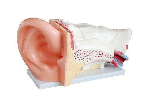 Human Professional New Style Giant Ear Joint Simulation Model Medical Anatomy Type:DR-XF-0002