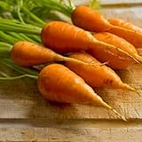 David's Garden Seeds Carrot Chantenay Red Cored