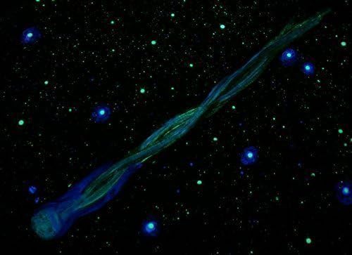 Glow in the Dark "Comet Lovejoy" Decal & 500 piece Star Kit.XXL 4 FT Long!