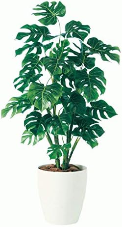 20 Pcs/Bag Rare Palm Turtle Leaves Monstera Bonsai Outdoor Potted Plant Tree Seed Bonsai Mix Home Perennial Foliage Plant