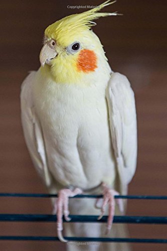 cockatiel white and yellow