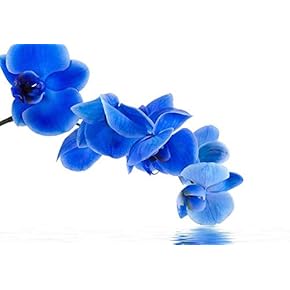 Blue Orchid Flowers Over a Lake II - Wall Mural, Removable Sticker, Home Decor - 66x96 inches