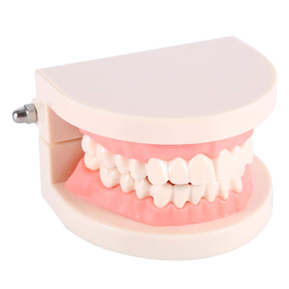 Zunate Dental Teaching Model, 1pc PVC, 28 Teeth, Demonstration, Children, Dental Professionals