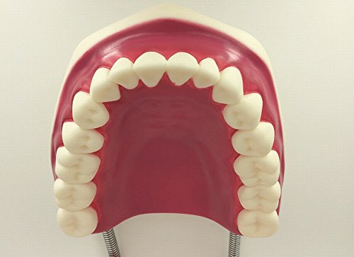 Dental Tooth Oral Care Model Large Movable Practice Learning Infant Toothpaste - Thumbnail 3