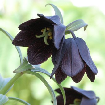 クロユリの花言葉や誕生花 特徴 由来 英名など一挙紹介