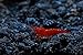Live Freshwater Aquarium Shrimp Neocaridina (Bloody Mary (10 Pack))