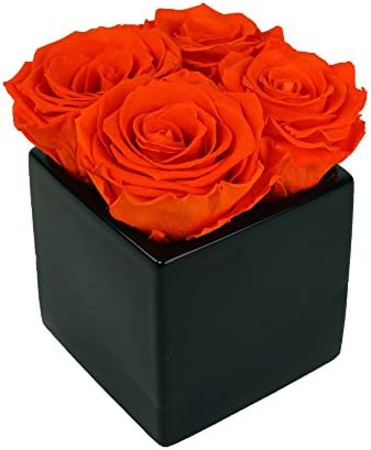 Luxe Bloom Home Collection 4 Fresh Cut Preserved Tangerine Orange Roses in 3" Black Ceramic Cube Vase Lasts 60 days