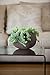 Keter Cozie Planter Set, Medium/Small, Harvest Brown