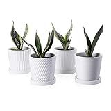 Greenaholics Plant Pots - 5.1 Inch Cylinder Ceramic Planters with Connected Saucer, Pots for Succuelnt and Little Snake Plants, Set of 4, White