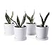 Greenaholics Plant Pots - 5.1 Inch Cylinder Ceramic Planters with Connected Saucer, Pots for Succuelnt and Little Snake Plants, Set of 4, White primary