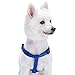 Blueberry Pet Essentials Step-in Dog Harness, Small Size | Adjustable Royal Blue Vest | Classic Solid Nylon for Boy & Girl Dogs, Chest Girth 16.5