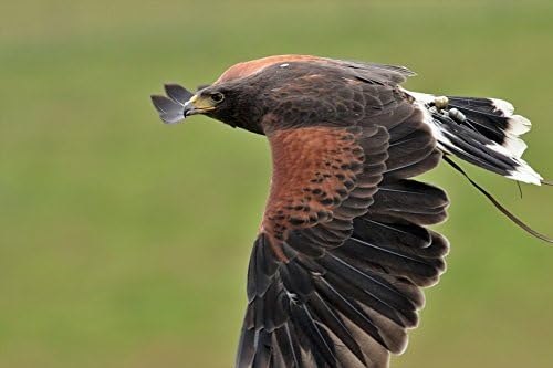 Amazoncom Home Comforts Canvas Print Bird Harris Hawk