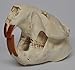 Real Bone American Beaver Skull