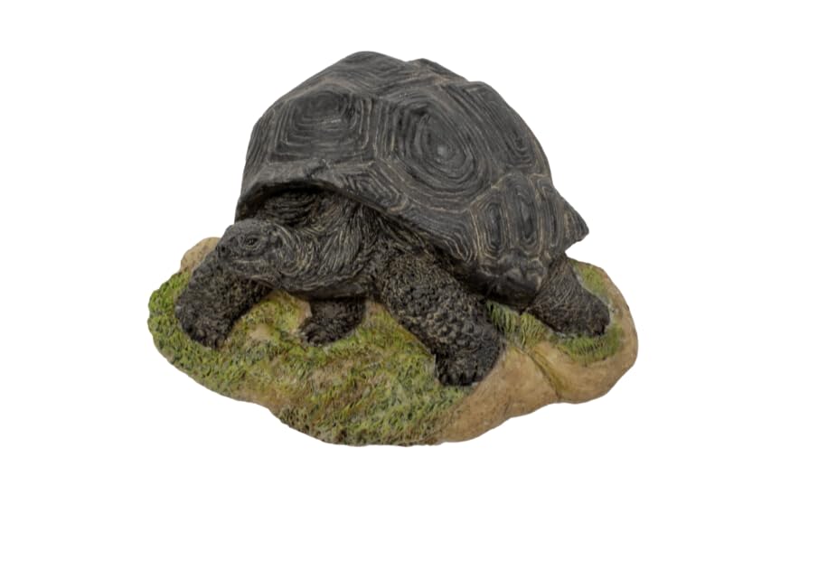 Vivid Arts - Crawling Tortoise Magnet - WLM-TT01-F