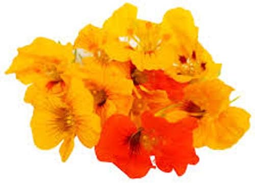 3 pks Nasturtium 12g Flower Seeds High-Climbing Mix/an Idyllic Selection for Natural Gardens/Climbs up to 2m 12/2021