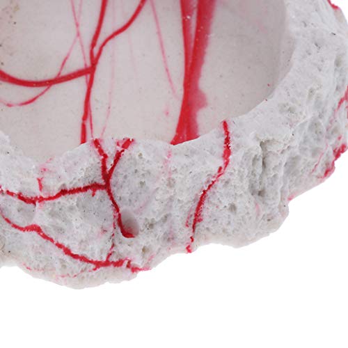 image for D DOLITY 2x Resin Amphibians Reptile Feeding Rock Bowl Water Drinking 