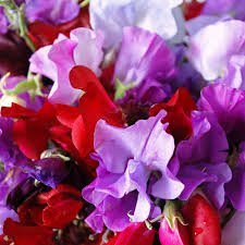 Sweet Pea-royal Mix (Lathyrus Odoratus) Old Fashioned Standard Large Frilly Blooms with Gorgeous Colors Fragrant and Abundant the Best Sweet Pea for Cut Flowers-approximately 50 Seeds