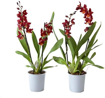 Choice of Green - Set of 2 Orchidee Red Ruby - Live Indoor Plant in Growers Pot ? 12 cm - Height ? 50 cm - Quality from Holland - Fresh from The Grower
