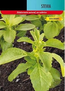 Garden Pocket - Kit de Cultivo de STEVIA - Bolsa Maceta: Amazon.es ...