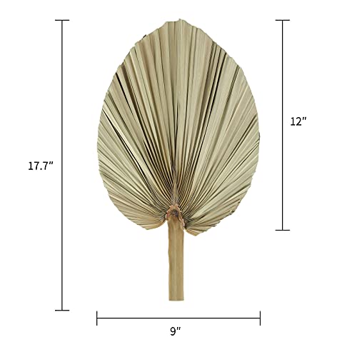 Natural Large Dried Palm Leaves3 Pcs 17.7 Inch Dried Palm Spears Plant
