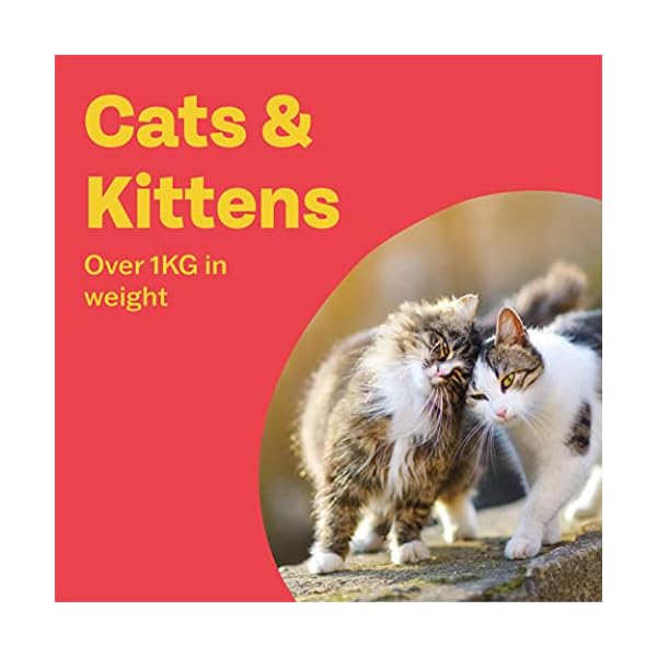 Bob Martin Clear | Spot On Wormer for Cats & Kittens | 100% Effective Tapeworm Treatment (2 Pipettes)