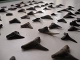 Lot of 5 - 5-75 Million Years Old Fossil Shark Teeth