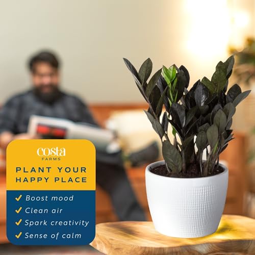 Costa Farms Raven ZZ Live Plant, Easy to Grow Rare Indoor Houseplant