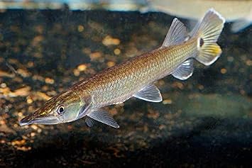 Amazon 熱帯魚 カラシン ブラントノーズガー 6cm 東南ファーム 3匹 増子水景 観賞魚 水中生物 通販