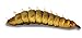Josh's Frogs Black Soldier Fly Larvae (1000 Count - Large)