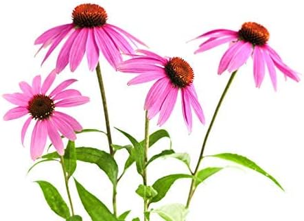 100 Echinacea Purpurea Seeds - Purple Coneflower