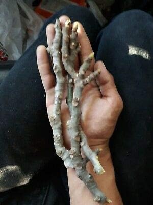 10 Fig Tree Cuttings"Black Madeira" 10 to 12 inchs
