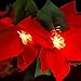 Funarty Christmas Red Poinsettia 2pcs LED Lighted Garland with Holly Leaves and Red Berries