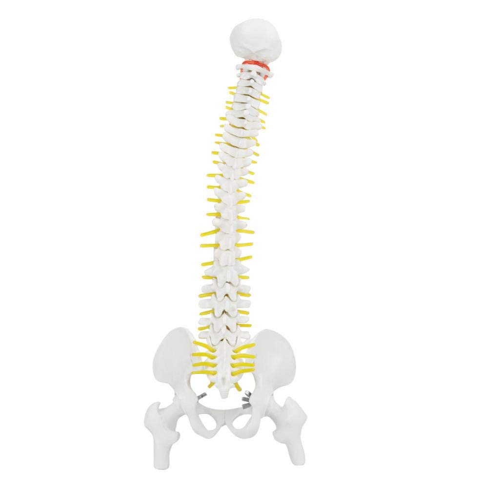 45cm Flexible Vertebral Column With Pelvis, Removable Flexible Human Spine Model, Anatomy Software Intelligent Anatomy for Skeleton Anatomy Study Teaching.