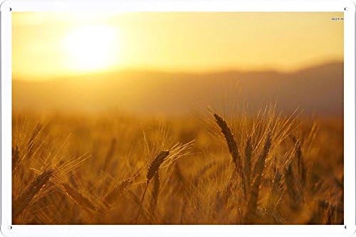 Tin Sign Poster #24923 Wheat Spikes In The Sun (20x30cm) By Nature Scene Painting