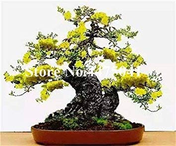 Arbre Rare Sakura Mini Bonsai Fleur De Fleurs De Cerisier