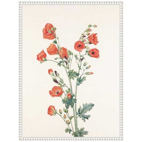 Amanti Art Framed Canvas Wall Art 24x18 Scarlet Globe Mallow (1925) Framed Wall…