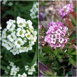 Amazon Co Jp 花の種子 ミヤマナズナ属procumbens白雪姫花の種子は Flwr Pd Sd により ライブ植物の種子ガーデン ホームガーデンの種子エコパック 植物の種子を混合します ホーム キッチン