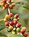 100% Pure Kona Private Reserve Coffee - 1 Pound Vienna Ground by Mountain Thunder Coffee Plantation