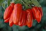 San Marzano Tomato 4 Plants - Hybrid and Vigorous