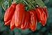 San Marzano Tomato 4 Plants - Hybrid and Vigorous