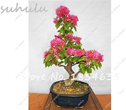 Amazon Co Jp 7 熱い販売ピースブーゲンビリア種子多年生の花の種子カラフルなブーゲンビリアspectabilisウィルド種子ガーデン 盆栽ポット植物 Diy Tools Garden