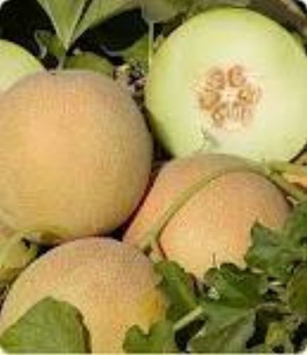50 Honey Dew Melon Seeds