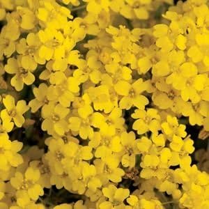Basket of Gold Alyssum Seeds 1,000 Seeds Upc 643451295832